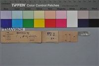 火冠戴菊鳥藏品圖，第10張